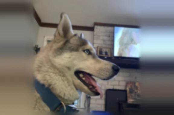 Lost dog, Cynthia Lane, 119, Summerville - male Husky with blue eyes - photo