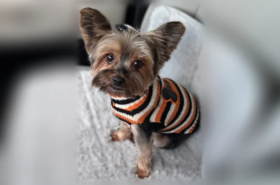 Lost dog, female, Sadigo Street Southeast, 1643, Palm Bay - very friendly - photo