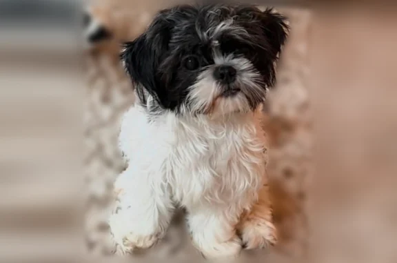 Lost dog, Sonnyann Place, 3160, Xenia - female Shih Tzu, pink harness - photo