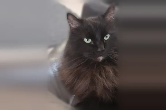 Lost cat, Lawrence Woods Boulevard, Lawrence, Indianapolis - female, indoor cat - photo