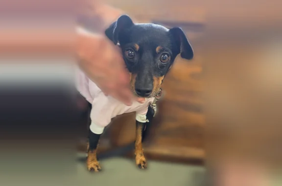 Found dog Semmes, photo: Found dog, Oak Hill Drive, 8132, Semmes - female, small black and tan, Min-Pin mix