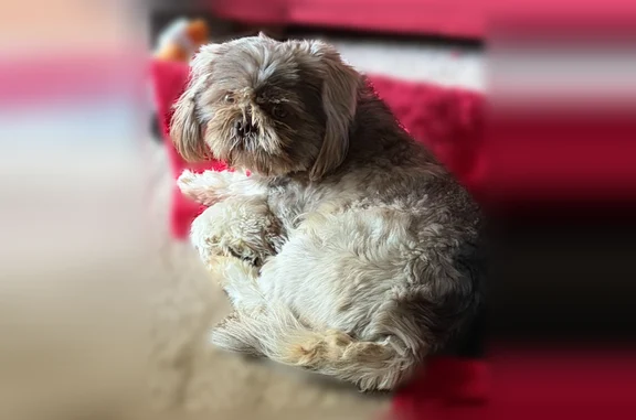 Found dog Little Rock, photo: Found dog, Little Rock, Arkansas, Little Rock - male Shih Tzu, very gentle