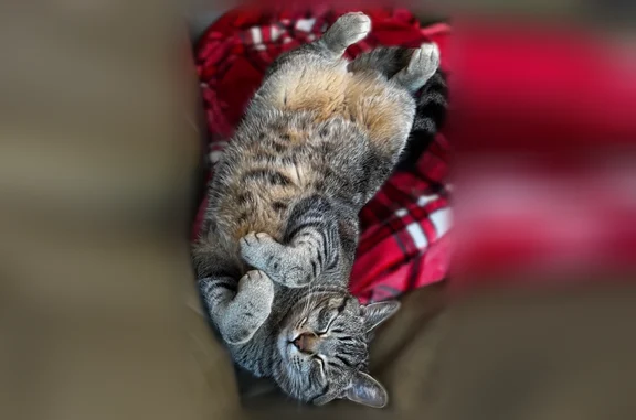 Lost cat, Northwest Woodcrest Avenue, 2271, Arlington - neutered male, blue collar - photo