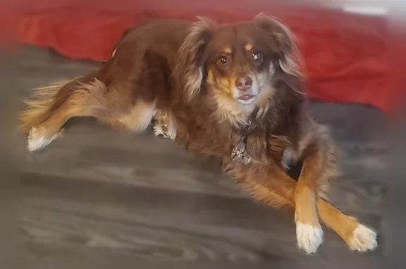Lost dog, North Main Street, 205, Ambler - female - photo