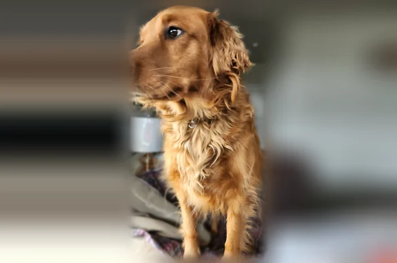 Lost dog, Walton Way, 23, Delanco Township, Riverside - female, golden color, long leash still attached - photo