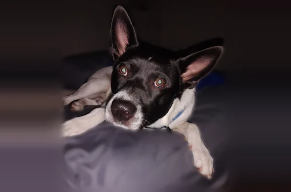 Missing dog Male, Holbrook (usl537380) - photo
