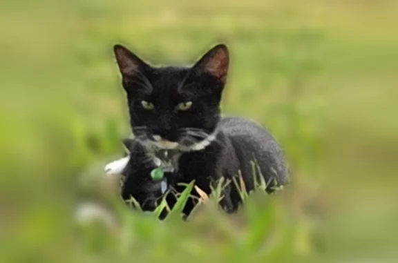 Lost cat, male, North Spur Cross Road, Cave Creek - microchipped - photo