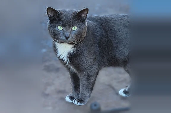Lost cat, Minnetonka, Minnesota, Hopkins - male tuxedo cat with white toes - photo