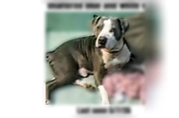 Missing dog Dallas, photo: Lost dog, Texarkana, Texas, Dallas - male