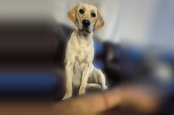 Lost dog, South White Rock Avenue, 5500, Tucson - female, named Lara - photo