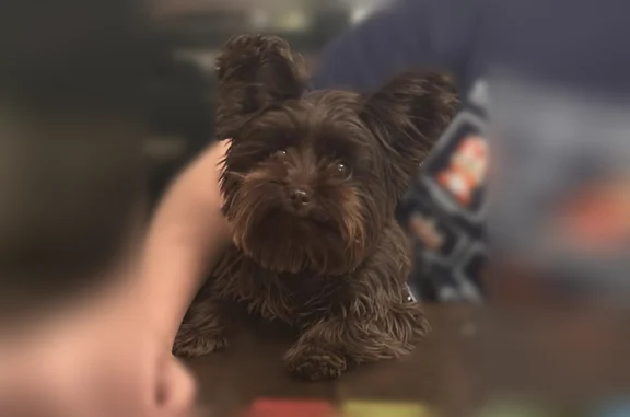Lost dog, Red Jacket, Delbarton - female chocolate yorkie - photo