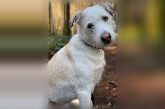 Lost dog, Ray Nash Court Northwest, Artondale, Gig Harbor - male, orange collar - photo