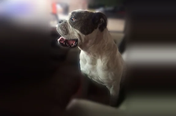 Missing dog Independence, photo: Lost dog, South Willow Avenue, 1924, Independence - female, mostly white with brindle patches