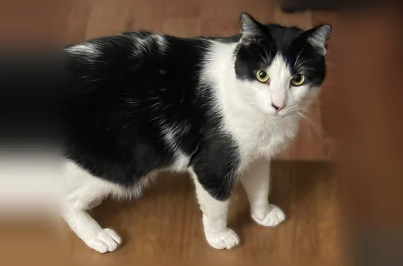 Missing cat Camarillo, photo: Lost cat, Hunt Circle, 740, Camarillo