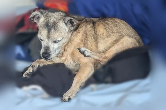 Lost dog, North Irwindale Avenue, 5124, Irwindale - female, 19 years old - photo