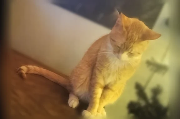 Missing cat Evansdale, photo: Lost cat, River Forest Road, Evansdale - male