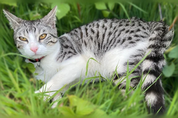 Chat perdu, Merlevenez, photo: Chat perdu, Rue du Douet, 7, Merlevenez — blanc et gris avec des taches noires