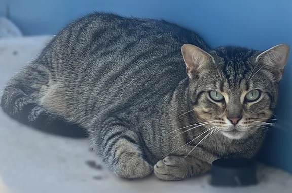 Animaux perdus Gouesnou, photo: Chat perdu, Rue des Coquelicots, 40, Gouesnou — mâle stérilisé, collier anti-puce