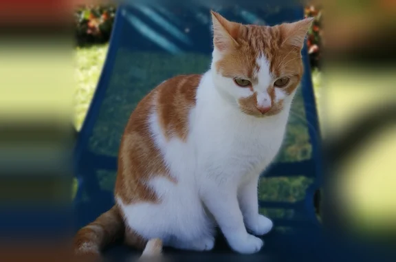 Perdu chat femelle, Rue Copernic, Châteaubourg, Paris - blanche et rousse - photo