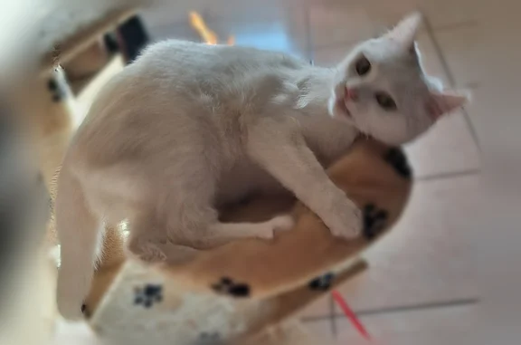 Animaux perdus Montfort-le-Gesnois, photo: Chat perdu, Avenue de la Gare, Montfort-le-Gesnois - femelle, toute blanche, pucée