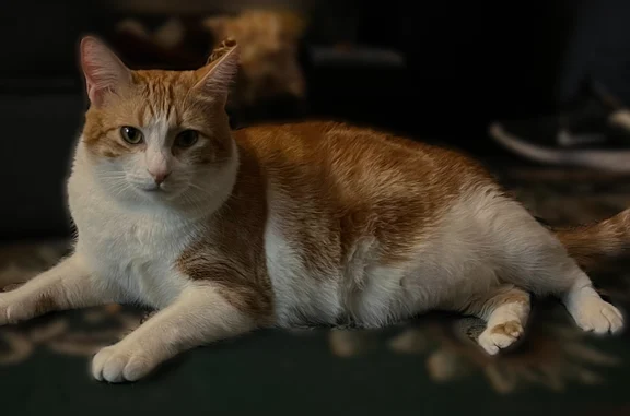 Missing cat Hawthorne, photo: Lost cat, South Inglewood Avenue, Hawthorne - orange and white tabby, 2 years old