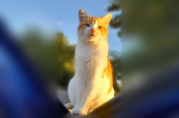Animaux perdus Saintes, photo: Chat perdu, Les Rongères, 4, Saint-Léonard-de-Noblat - sociable, pucé et stérilisé