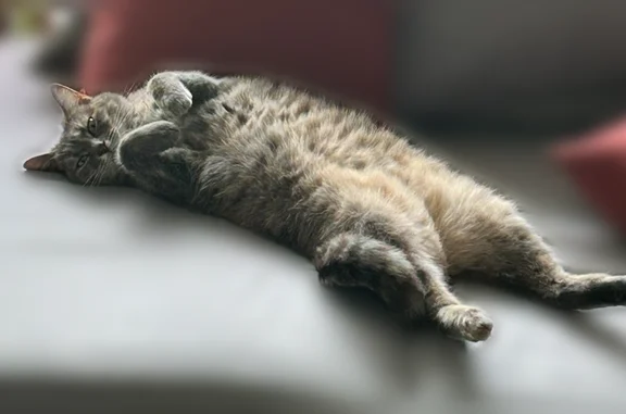 Chat perdu, Kervignac, photo: Perdu chat femelle, Dle Clos Joséphine, 9, Kervignac - européen gris clair tache et rayure