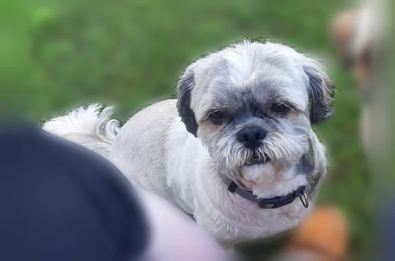Chien perdu Paris, photo : Chien perdu, Avenue du Bon Roi Saint-Louis, Poissy, Paris - femelle, deux petites shi tzu