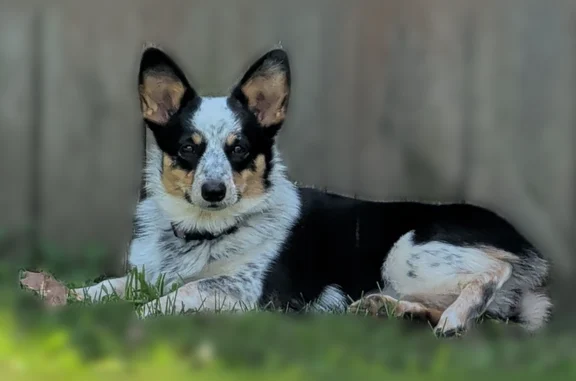 Lost dog, female, Hicks Creek Road, Mountain Home, Arlington - wearing a purple collar and peach/pink bandana - photo