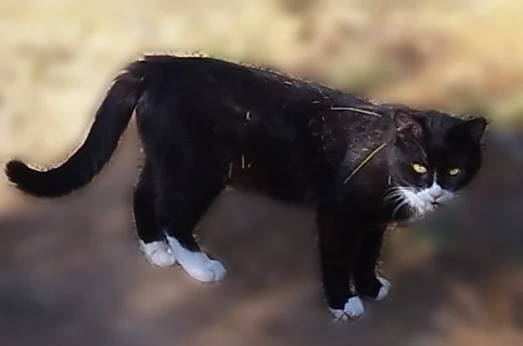 Animaux perdus Lorgues, photo: Chat perdu, Les Miquelets, 1068, Lorgues - mâle noir et blanc