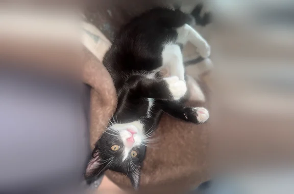 Lost cat, East 46th Place, Denver - female, amber gold eyes - photo