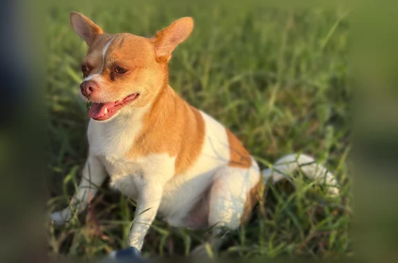 Lost dog, Post Oak Park, 23103, San Antonio - male Chihuahua, white with beige spots - photo