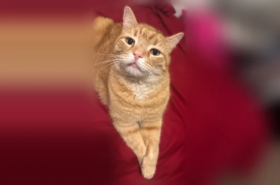 Lost cat, male, The Vyne Apartments, Charlotte - orange tabby, 6 years old - photo