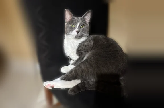Missing cat Cape Coral, photo: Lost cat, Hancock Bridge Parkway, 582, Cape Coral - male
