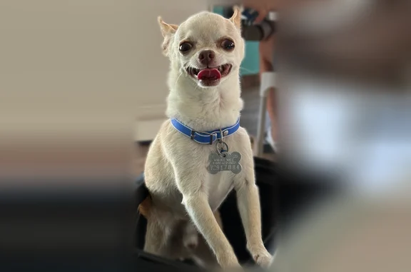 Missing dog Ladson, photo: Lost dog, Sally Avenue, 102, Ladson - male Chihuahua, light tan, 4 lbs