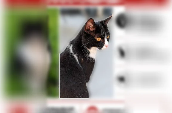Animaux perdus Marzy, photo: Chat perdu, Route de Busserolles, Marzy - femelle noire et blanche, craintive