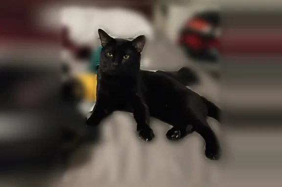 Lost cat, Brighton Road, 3530, Pittsburgh - male, black cat with a gold charm chain - photo
