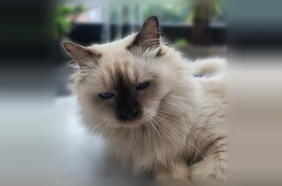 Chat perdu, Comines — mâle blanc crème aux yeux bleus - photo