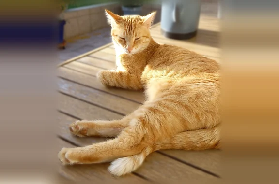 Animaux perdus Magné, photo: Chat perdu, Rue Pierre L'Homme, Magné - mâle, très gentil
