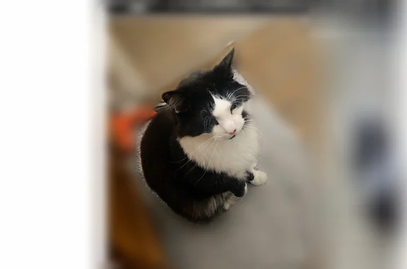 Missing cat Brock, photo: Lost cat, Laurel Road, Brock - male, with a little spot on his nose