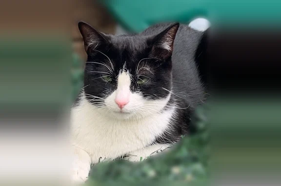 Chat perdu, Rue Eugène Delacroix, 16, Gennevilliers - femelle, noir et blanc - photo