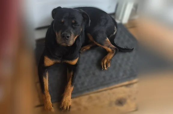 Found dog Tacoma, photo: Found dog, 20th Avenue East, 8011, Tacoma - female Rottweiler
