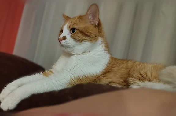 Lost cat, Wilson Avenue, 2100, Saint Paul, Landfall - male, orange white short-haired indoor domestic cat - photo