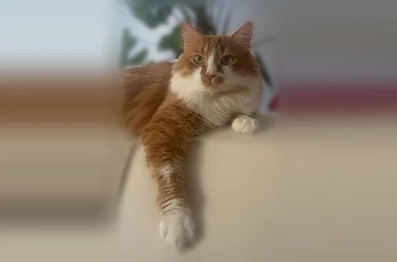 Animaux perdus Hazebrouck, photo: Chat perdu, Rue Blaise Pascal, 1, Périgueux - mâle roux et blanc, castré et pucé