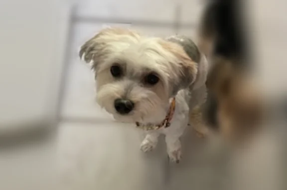 Lost dog, River Terrace, 491, Toms River, South Toms River - female, white morkie with gray spots - photo
