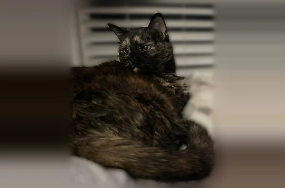 Lost cat, Mountain Vista Boulevard, 180, Canton - female - photo