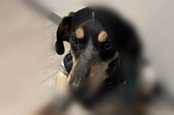 Black and White, she got out of a fence that may have been unlocked. She is nervous, of medium build