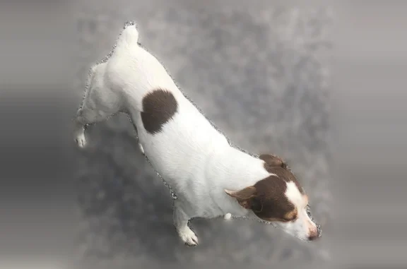 Chien perdu, Samadet, Paris - mâle, blanc et taches marrons - photo