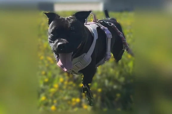 Animaux perdus Avignon, photo: Perdu chien femelle, Chemin des Neuf Peyres, Avignon, Paris - staffie noir sans collier