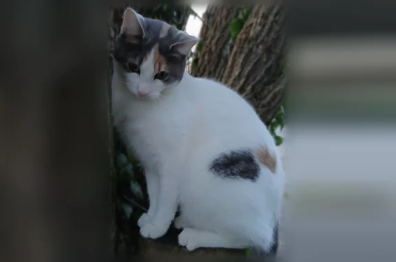 Animaux perdus Saint-Chéron, photo: Chat perdu, Saint-Chéron
